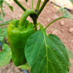 HUERTO ECOLOGICO ARANSBUR 4