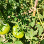 HUERTO ECOLOGICO ARANSBUR 5