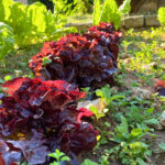 HUERTO ECOLOGICO ARANSBUR 6