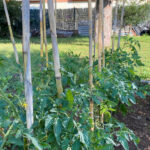 HUERTO ECOLOGICO ARANSBUR 7