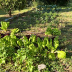 HUERTO ECOLOGICO ARANSBUR 8